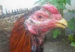 Khasiat Buah Mengkudu Untuk Ayam Aduan